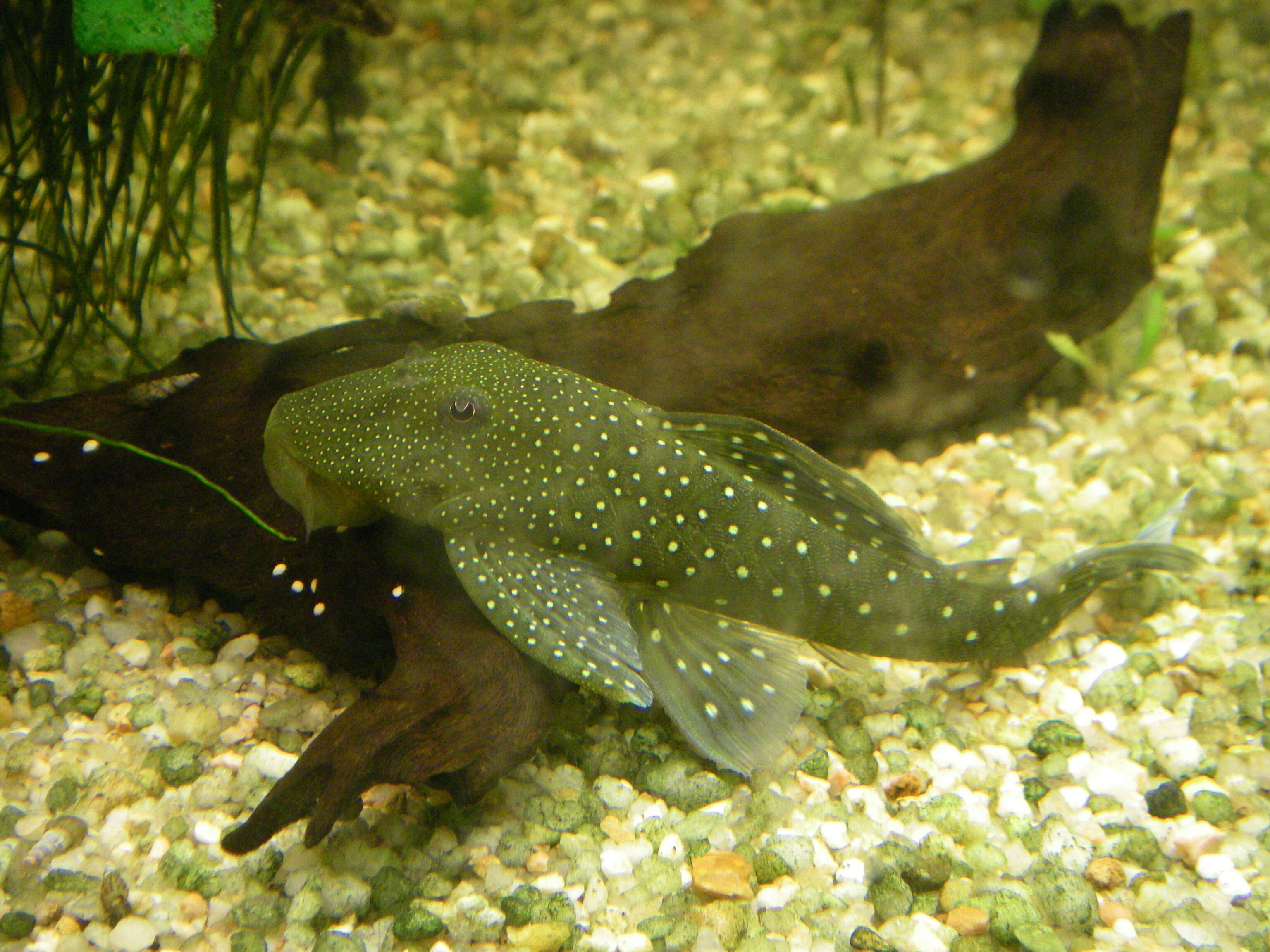 Image of Chaetostoma