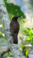 Image of Plain-brown Woodcreeper