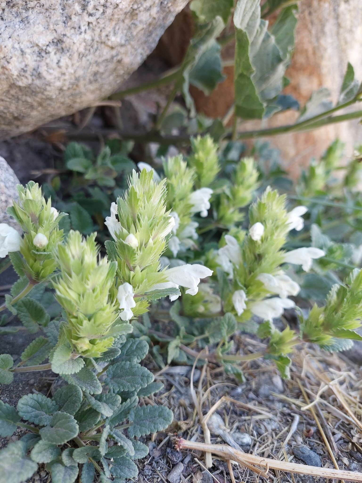 Image of Dracocephalum heterophyllum Benth.