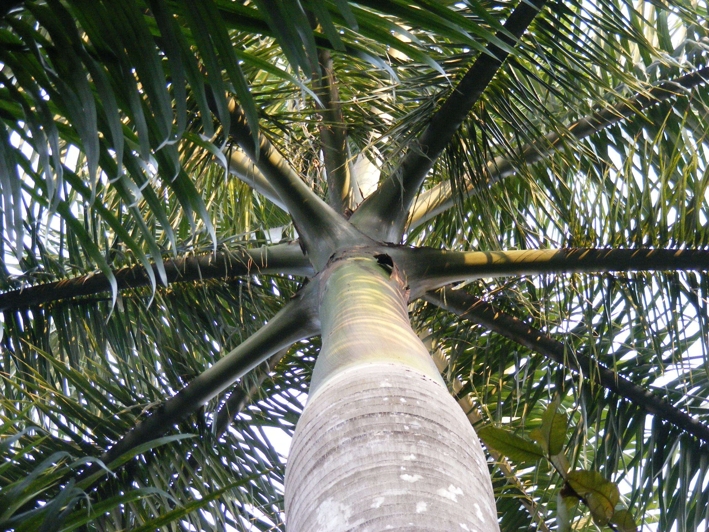 Image of Cuban Royal Palm