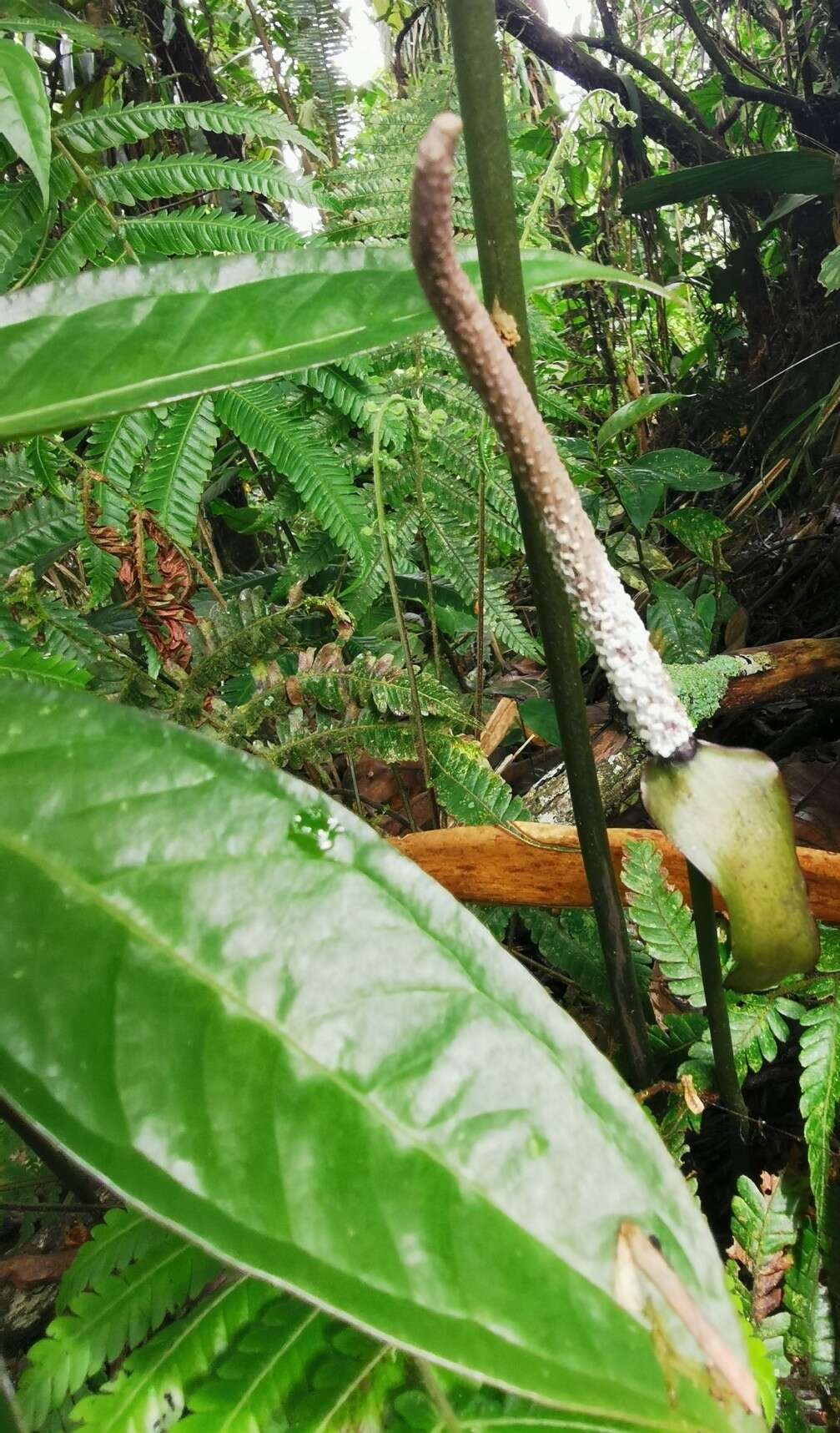 Image of Anthurium croatii Madison