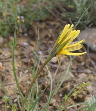 Image of Tragopogon pusillus M. Bieb.