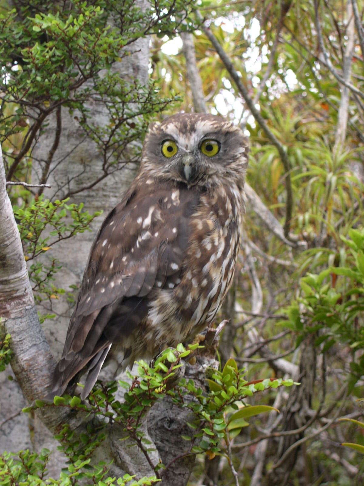 Image of Morepork