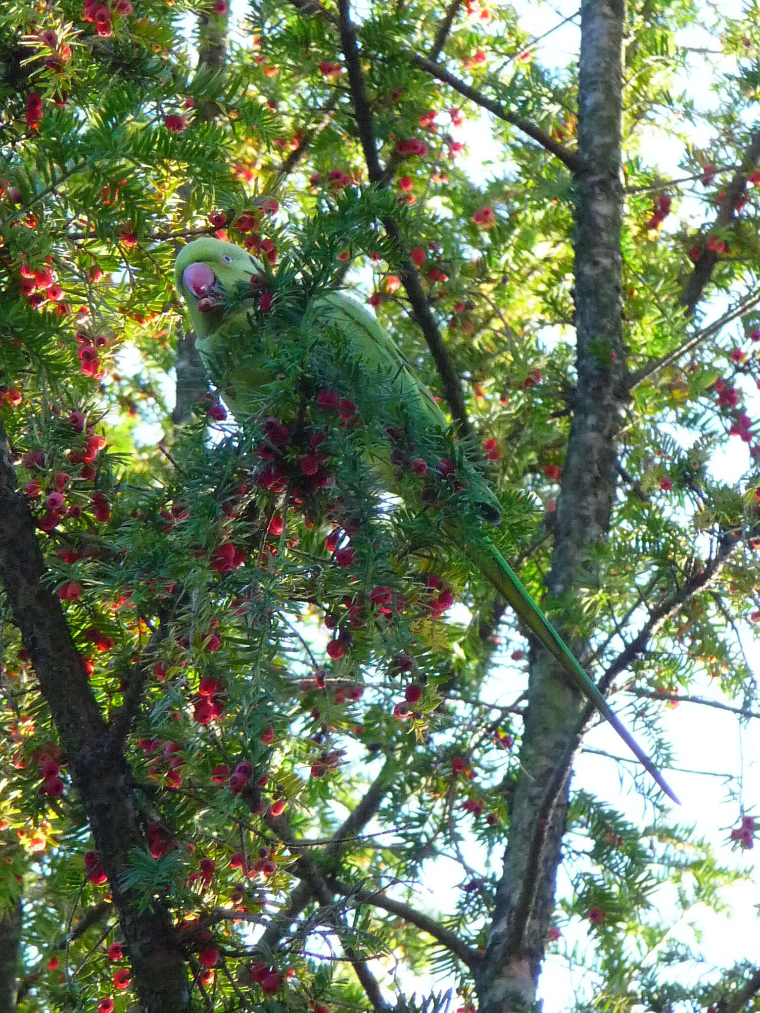 Image of Ring-necked Parakeet