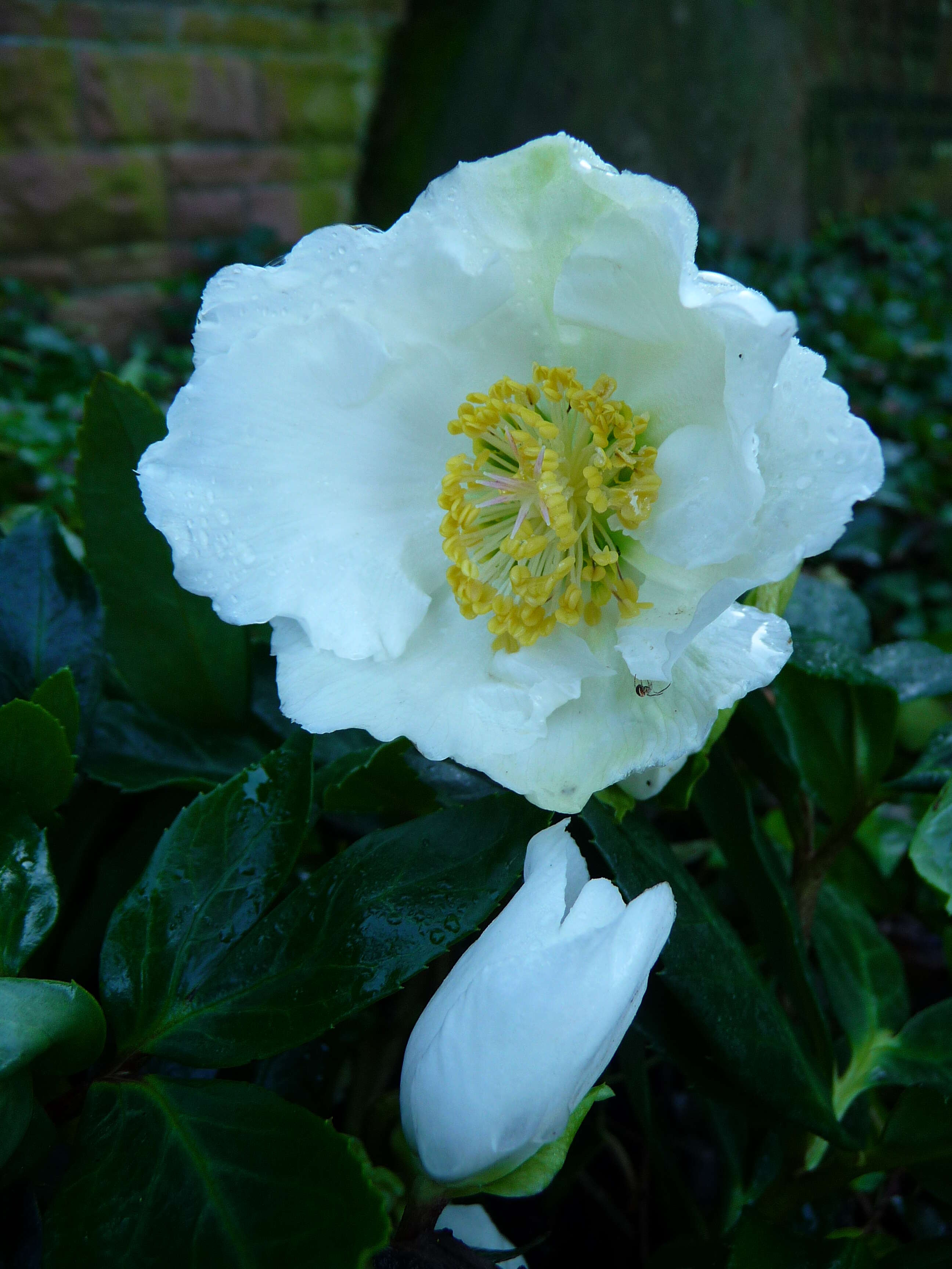 Image of black hellebore