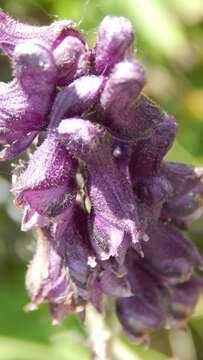 Image of Aconitum leucostomum Vorosh.