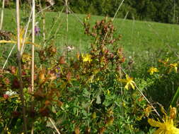 Sivun Hypericum desetangsii Lamotte kuva