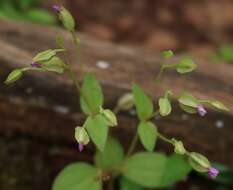 Image of Canscora concanensis C. B. Clark