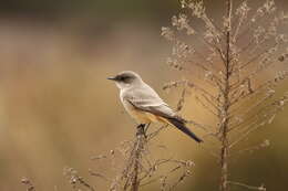 Image of Say's Phoebe