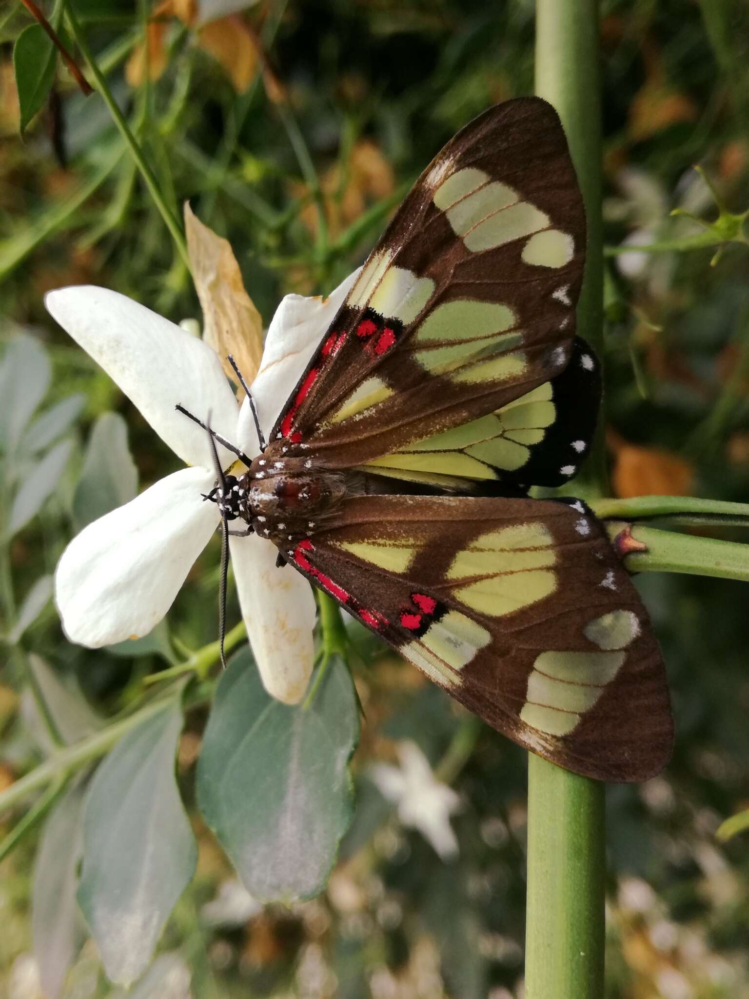 Слика од Phaloe cruenta Hübner 1823