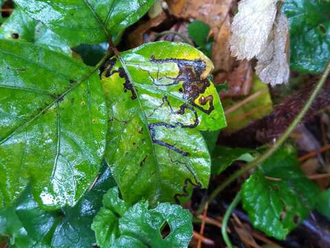 Image of Stigmella rhoifoliella (Braun 1912) Newton et al. 1982