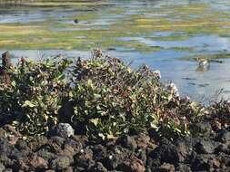 Limonium pectinatum (Ait.) Kuntze resmi