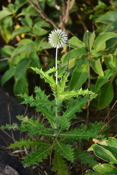 Imagem de Echinops sahyadricus