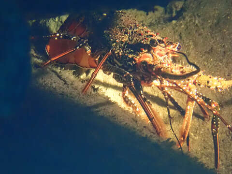 Image of Guinea Chick Lobster