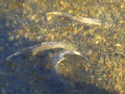 Image of Calico salmon