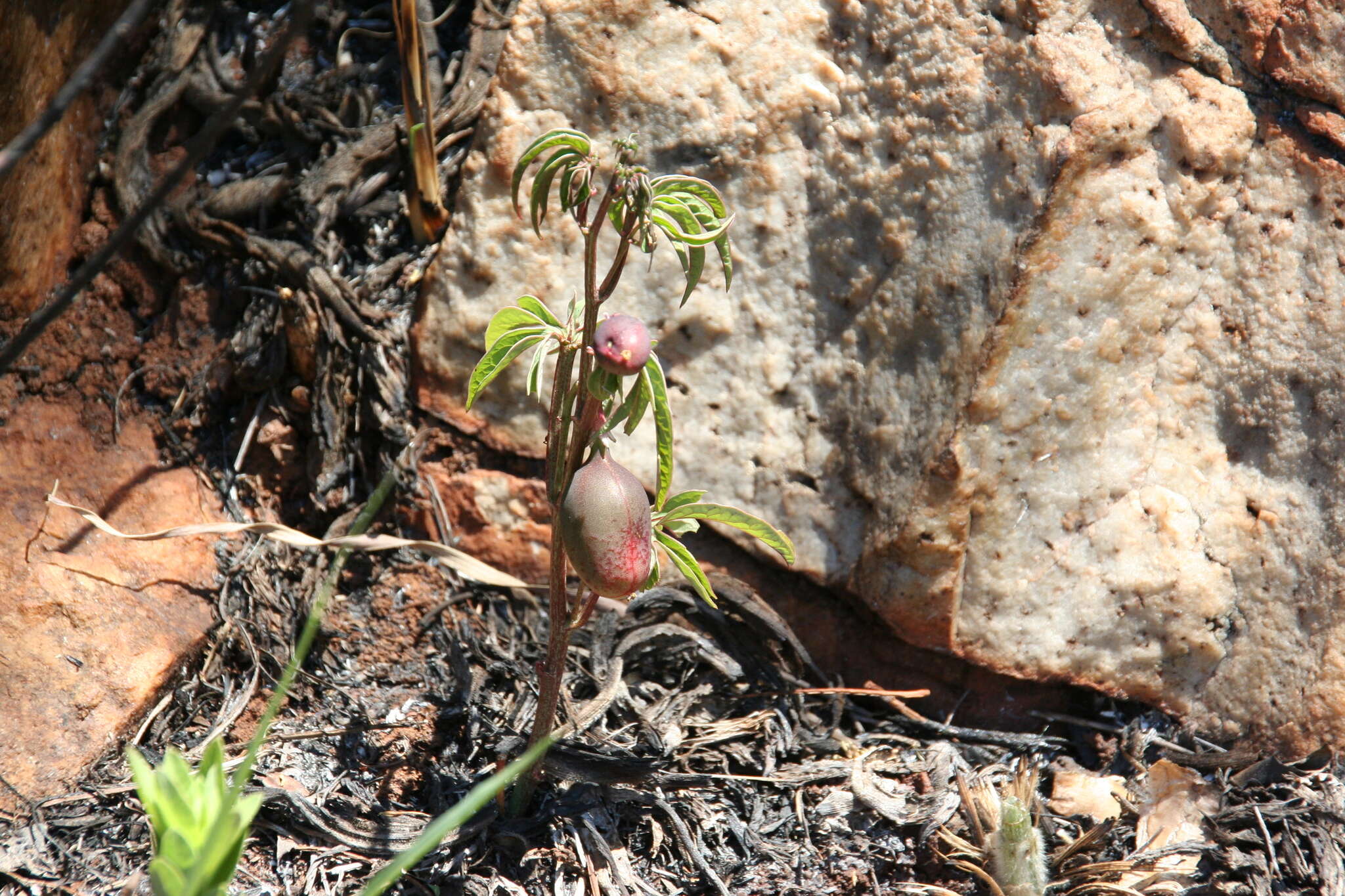 Image of Adenia wilmsii Harms