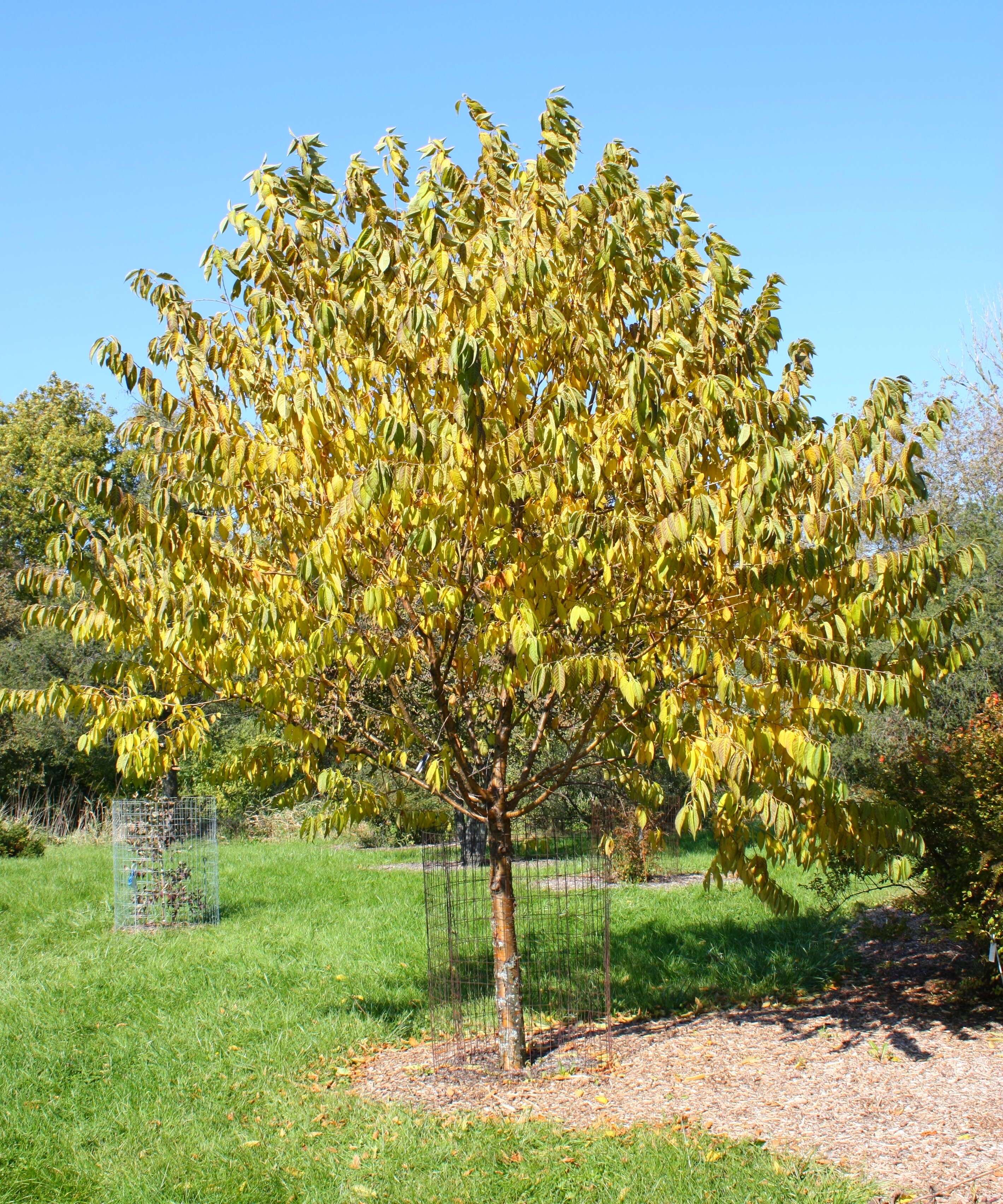 Слика од Prunus maximowiczii Rupr.