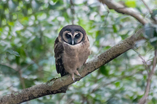 Image of Brown Wood Owl