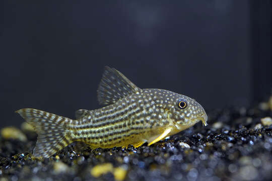 Image of Corydoras sterbai Knaack 1962