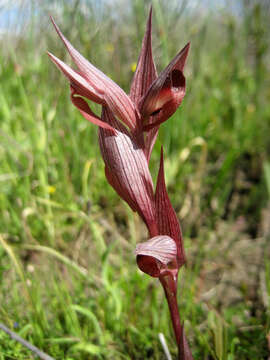 Image of Serapias bergonii E. G. Camus