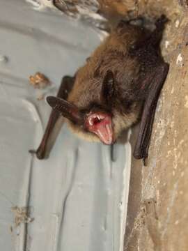 Image of Northern Long-Eared Bat