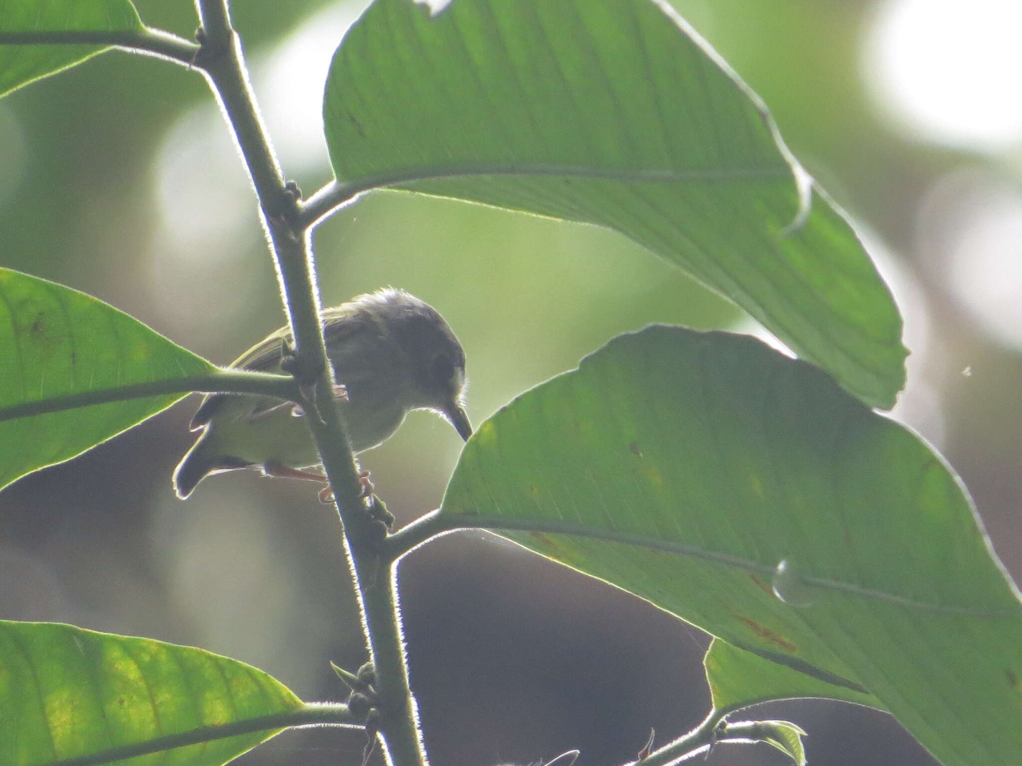 Image of Black-capped Pygmy Tyrant