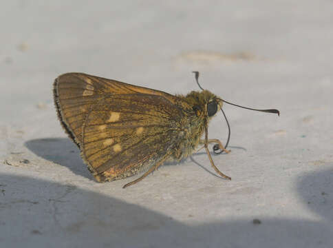 Image de Ochlodes ochracea Bremer 1861