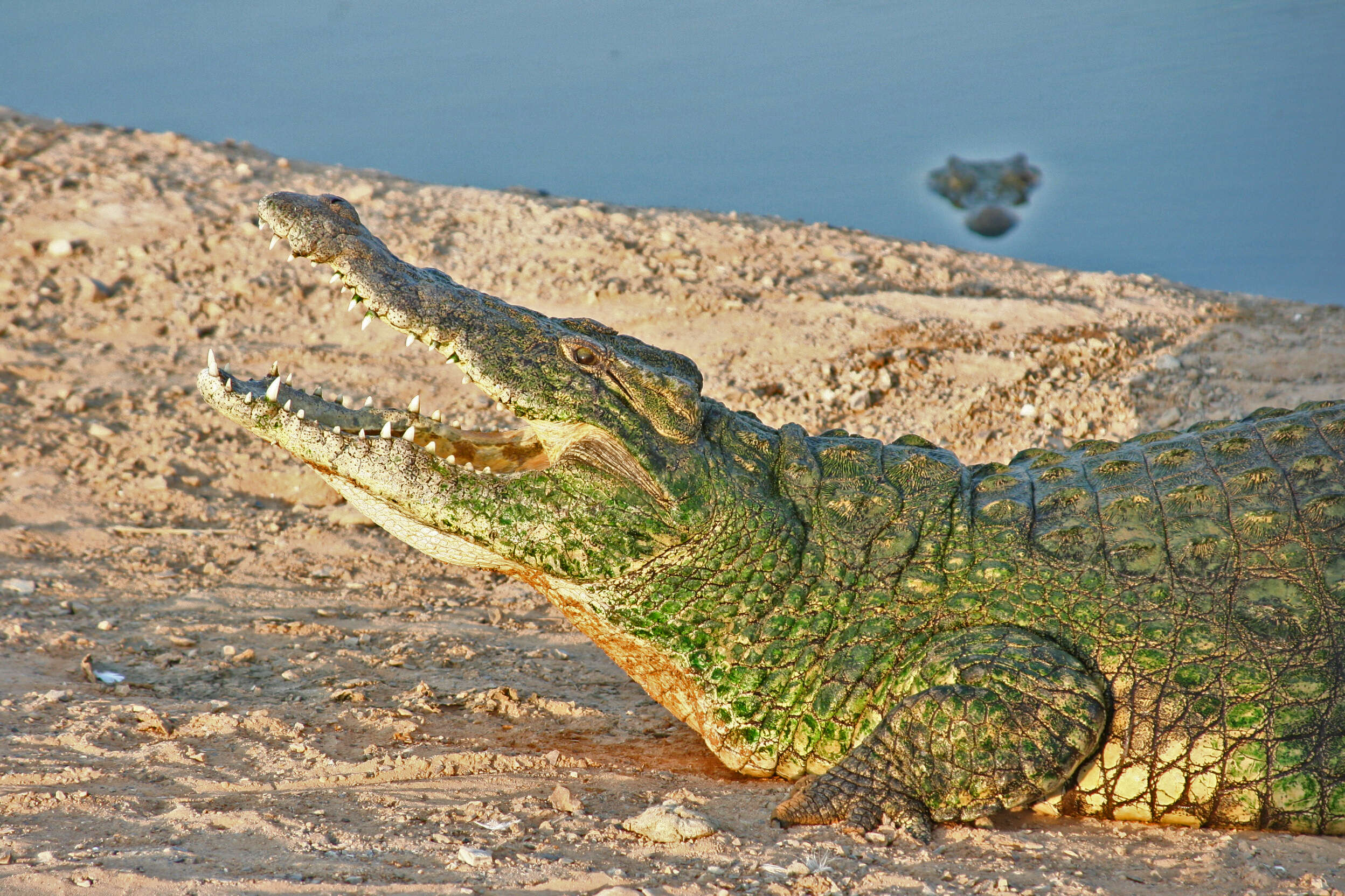 Image of Crocodilia