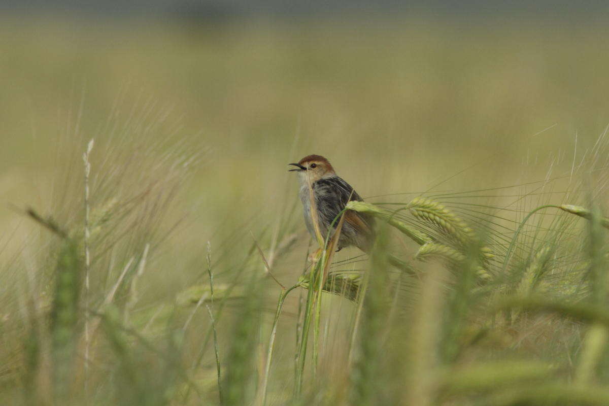 Image of Lesser Black-backed Cisticola