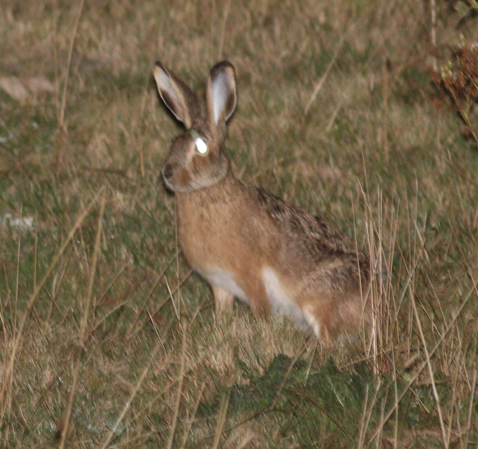 Image of Broom Hare