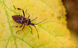 Image of Pine Seed Bug