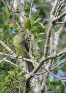 Image of Small-headed Elaenia