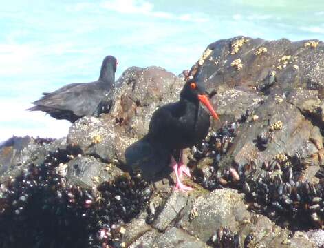 Image of African Black Oystercatcher