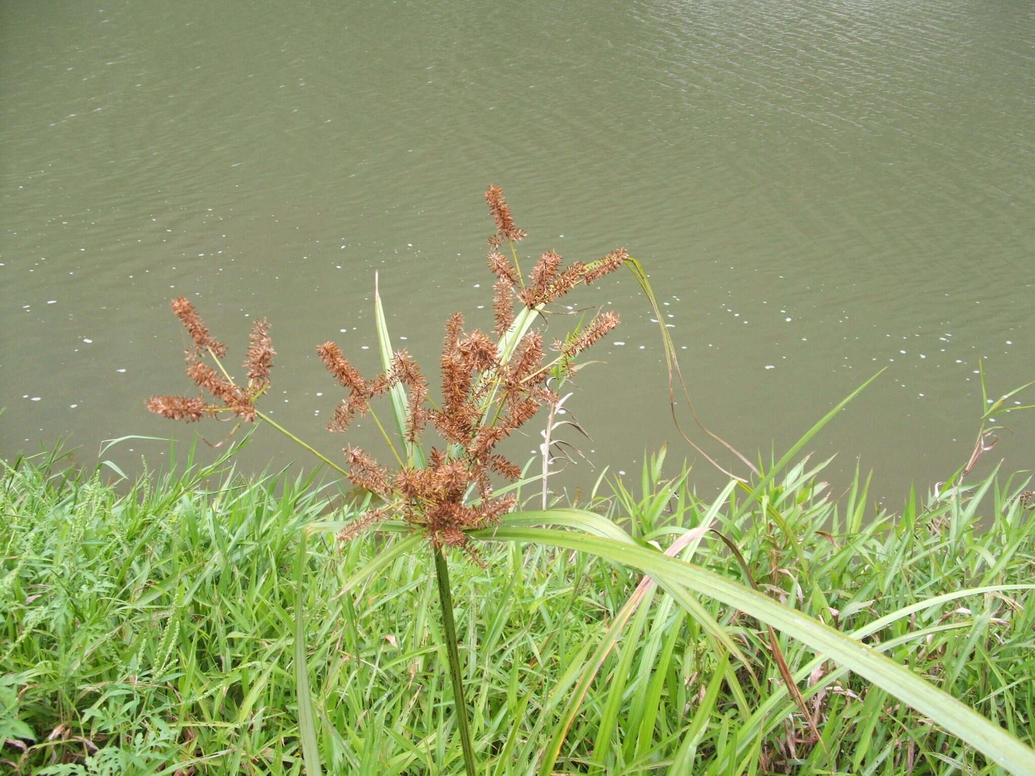 Image of Cyperus dives Delile