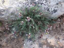 صورة Astragalus naturitensis Payson