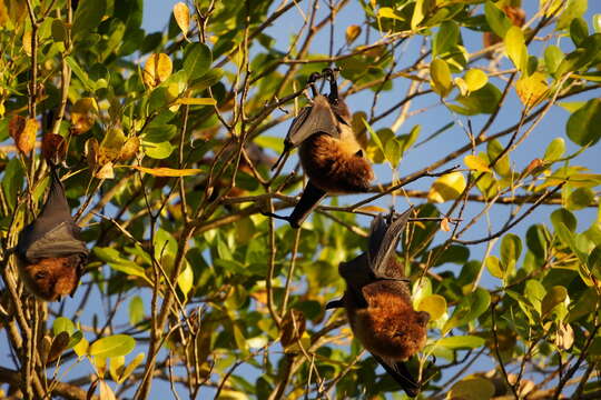 Image of Rodrigues Flying Fox