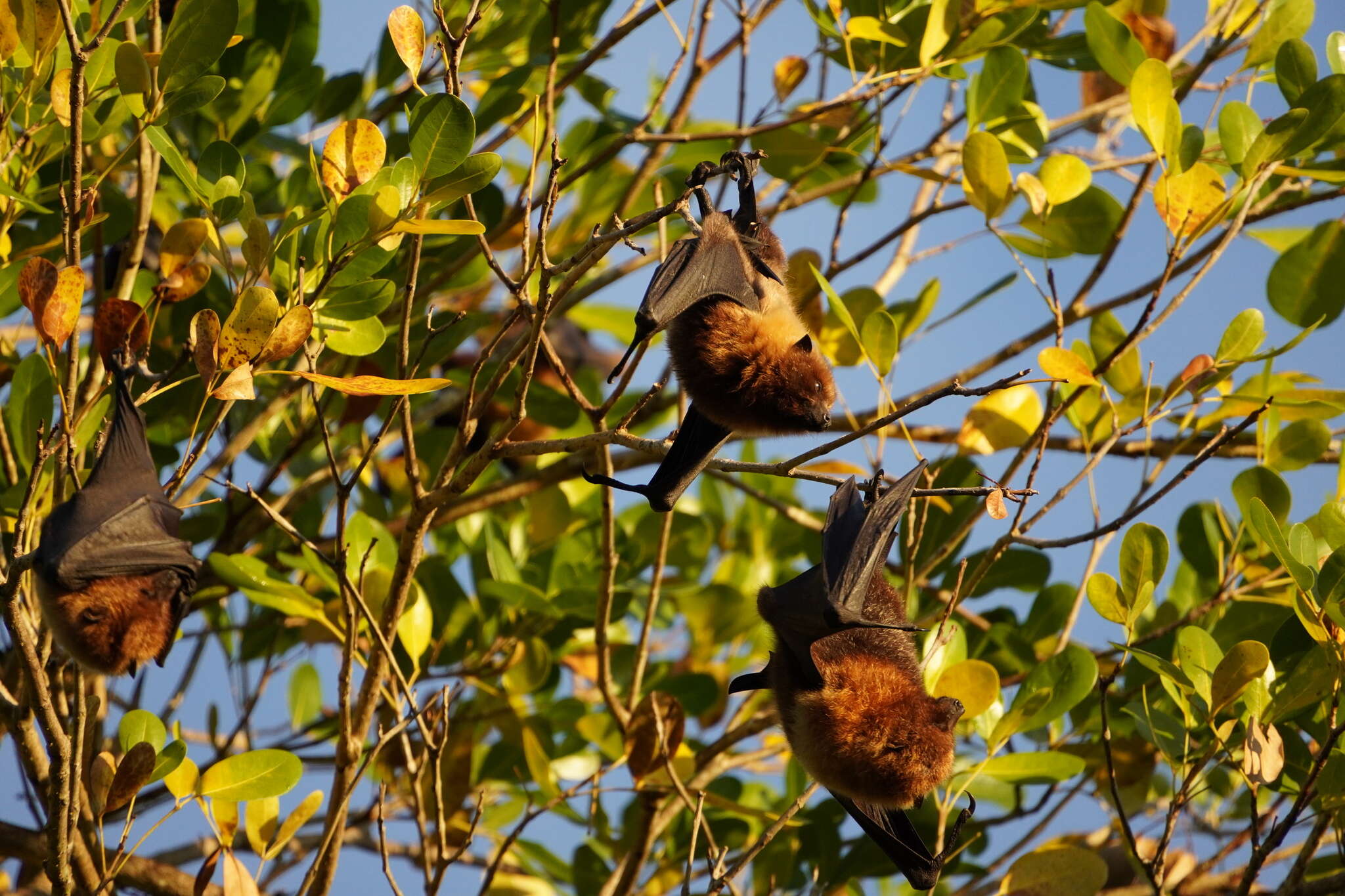 Imagem de Pteropus rodricensis Dobson 1878