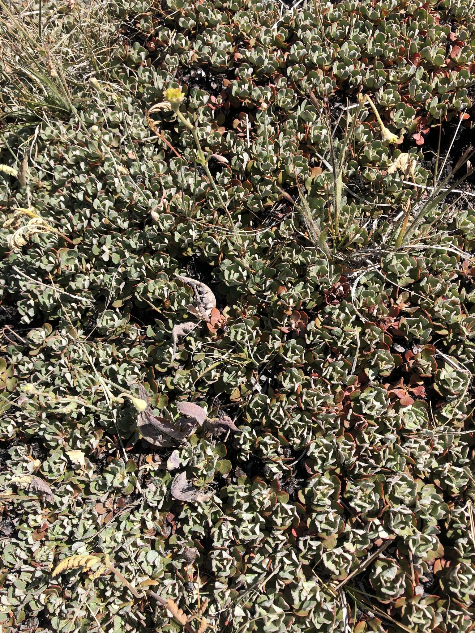 Image of Siskiyou buckwheat