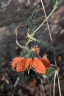 Image of Caiophora cirsiifolia C. Presl