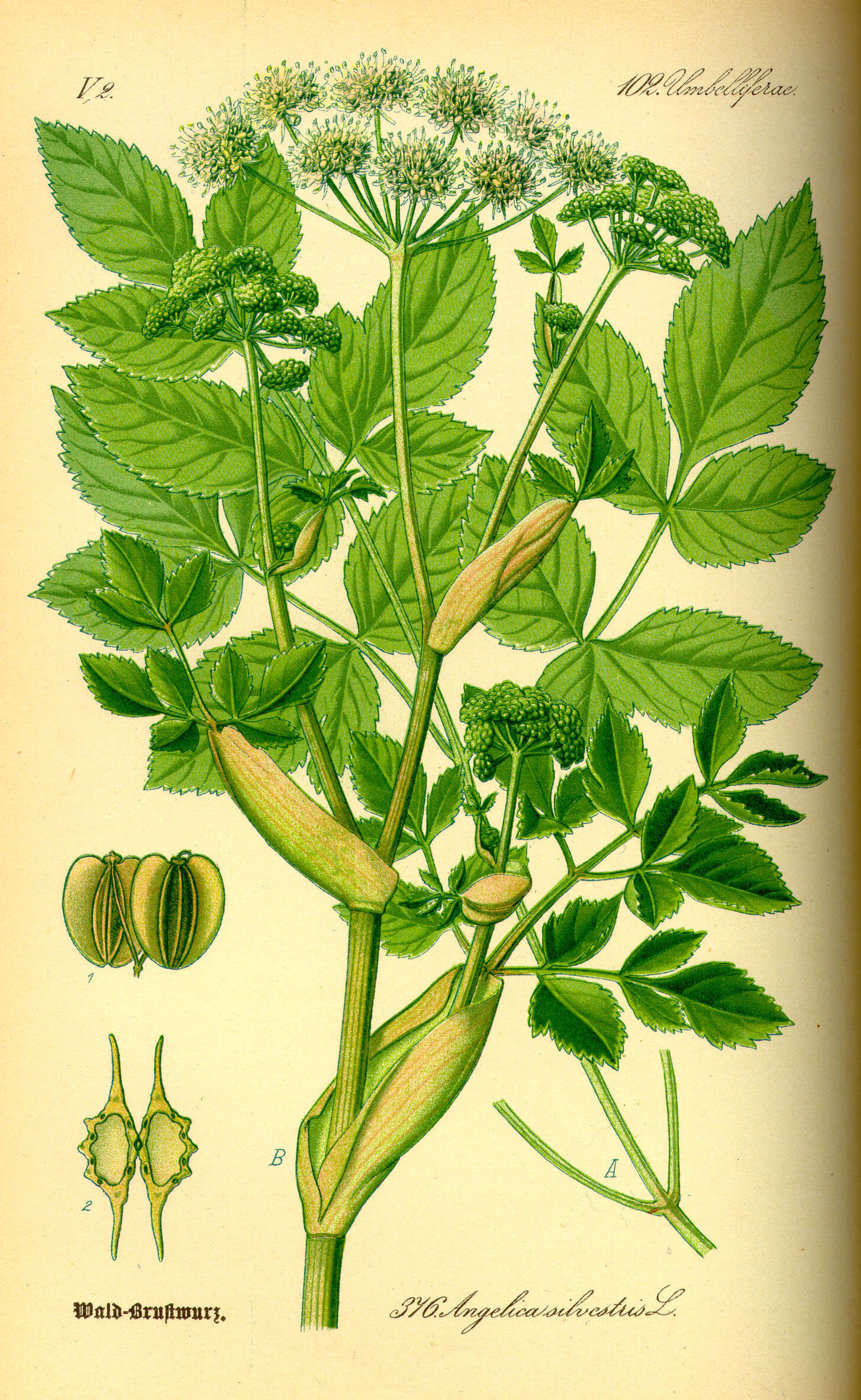 Image of wild angelica