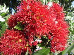 Image of Pohutukawa