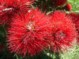 Image of Pohutukawa