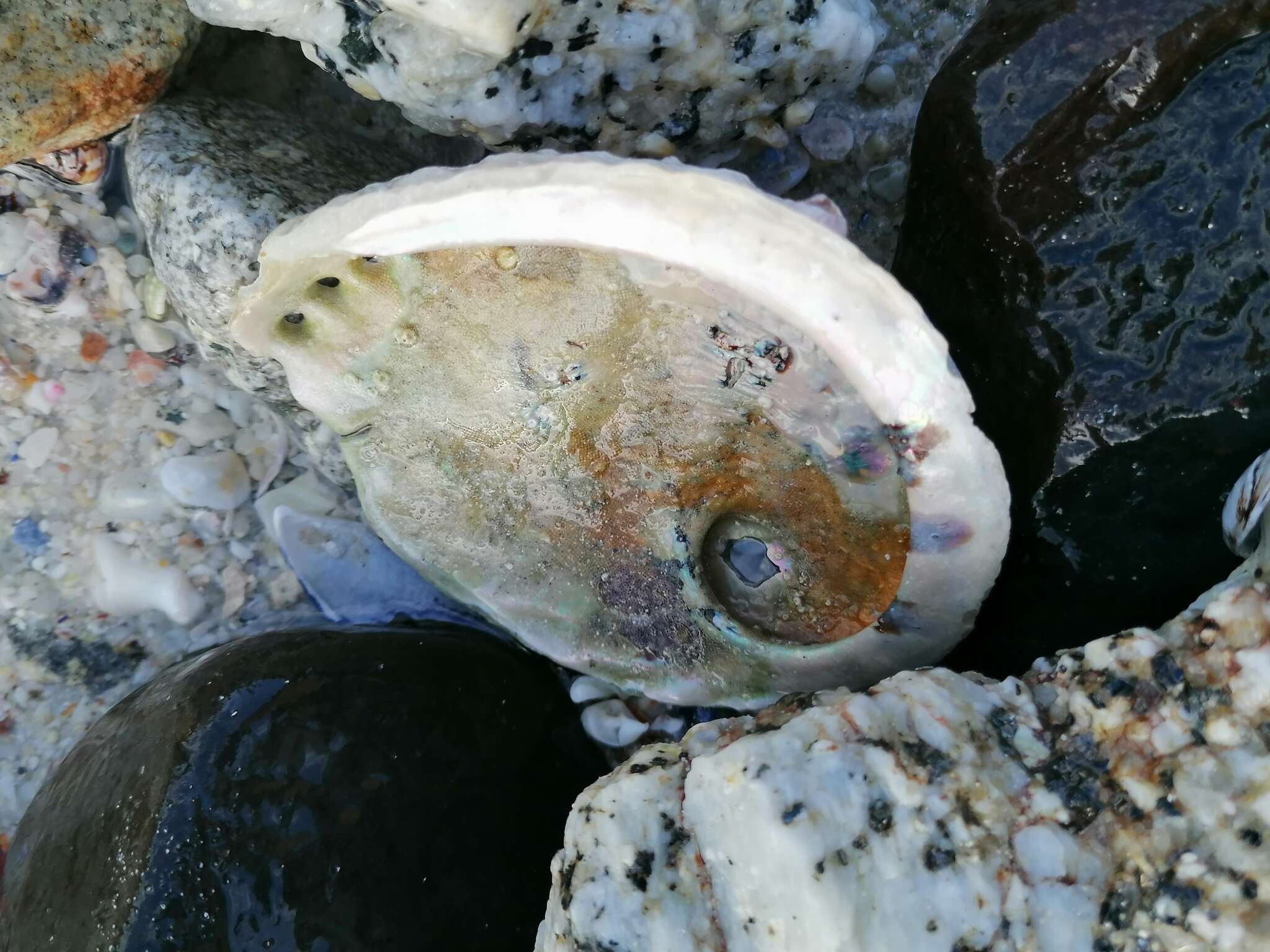 Image of Midas Ear Abalone