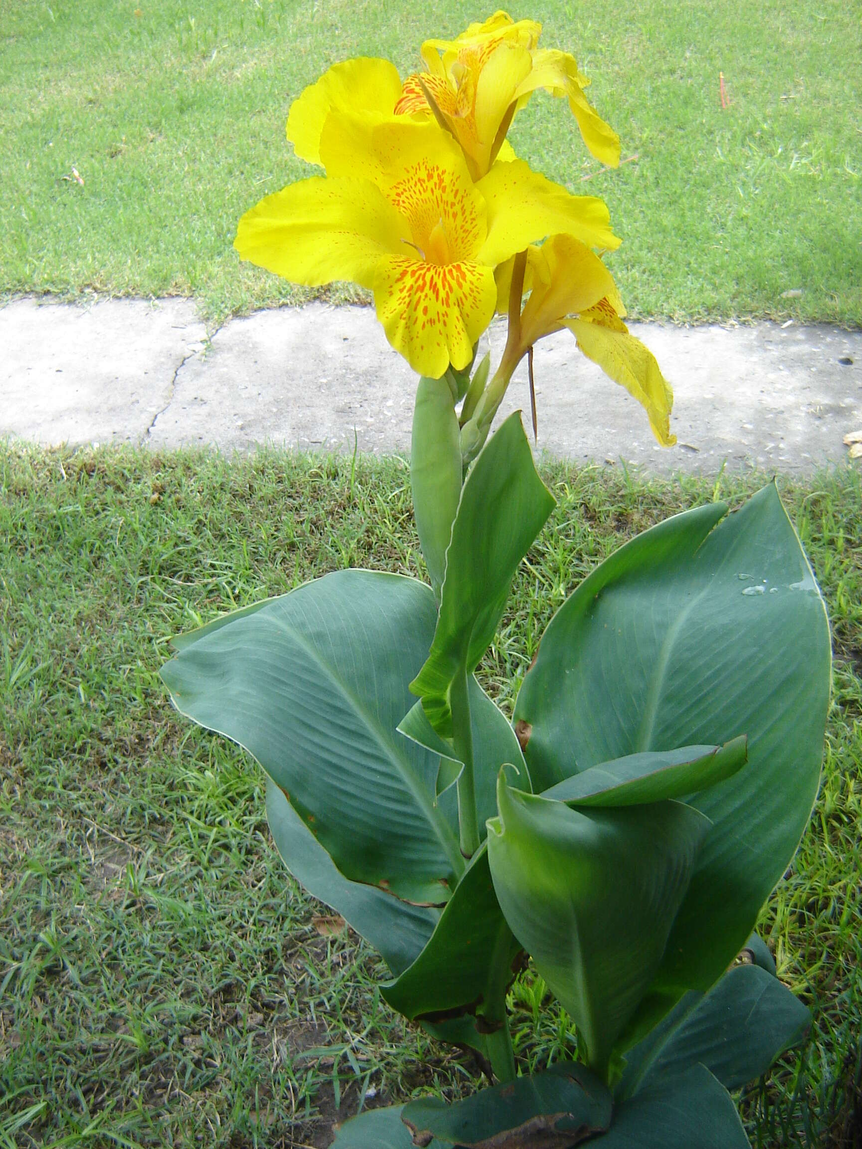 Image of maraca amarilla