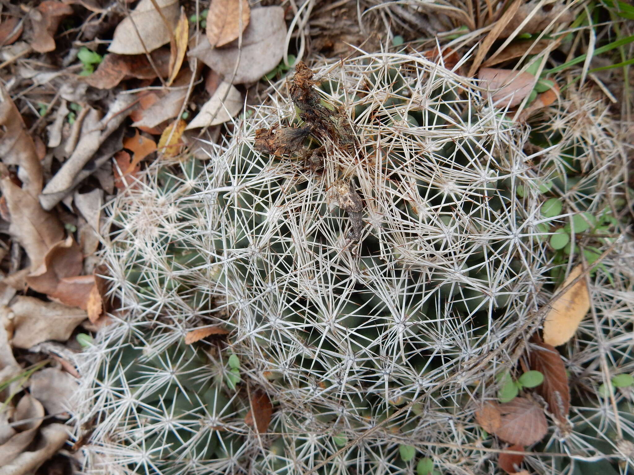 Image of pineapple cactus