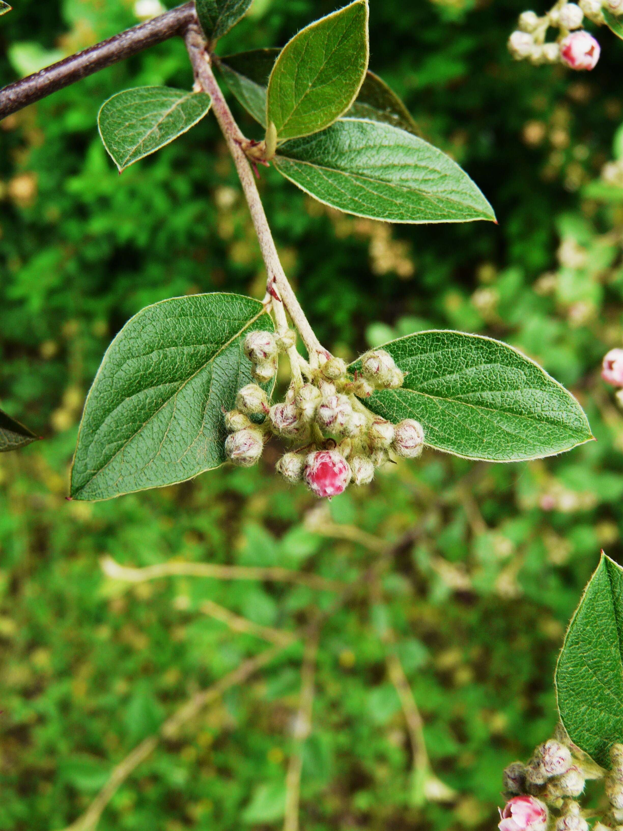 Image of orange cotoneaster