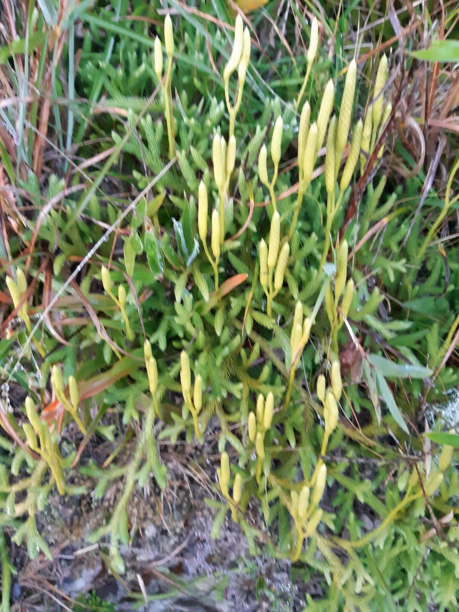 Image of Lycopodium japonicum Thunb. ex Murray