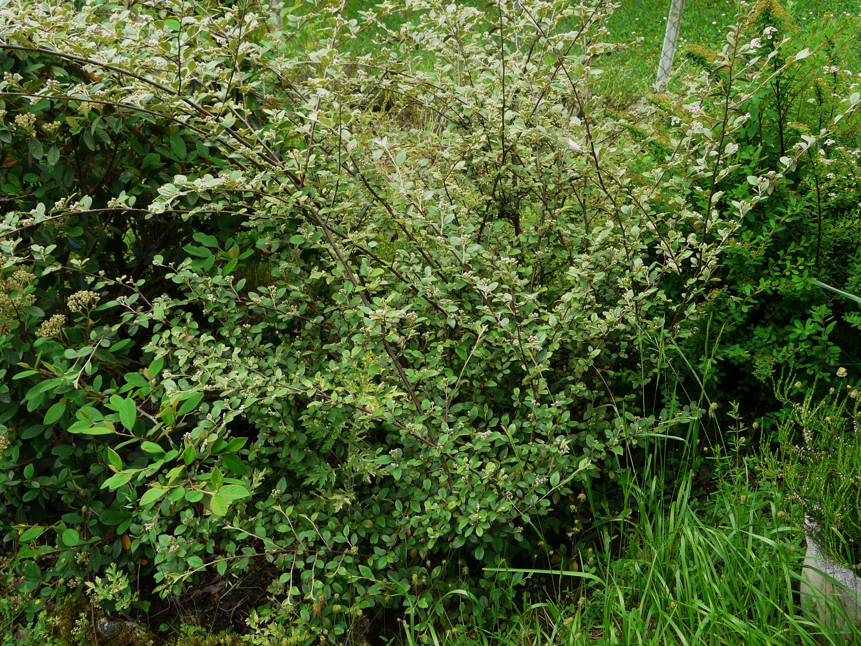 Image of orange cotoneaster