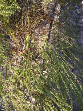 Image of Pensacola marsh elder