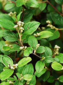 Image of orange cotoneaster